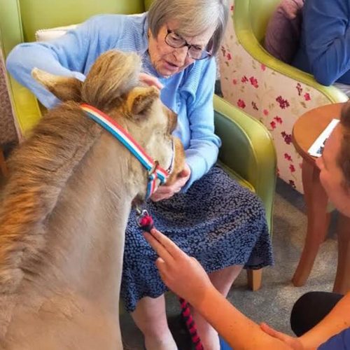 animal therapy in dementia patients