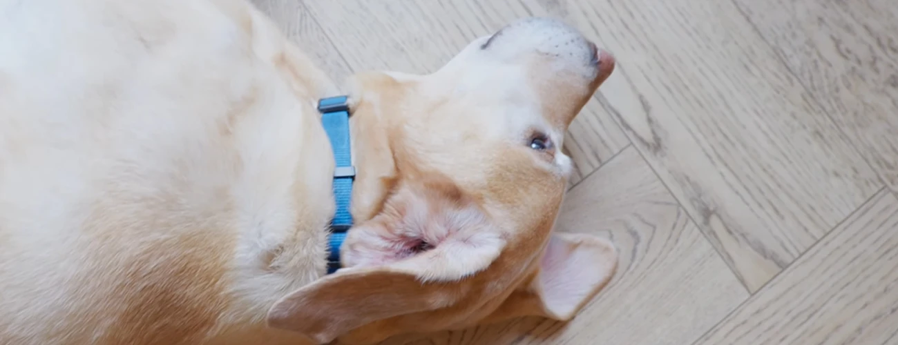 Charlie the Dog